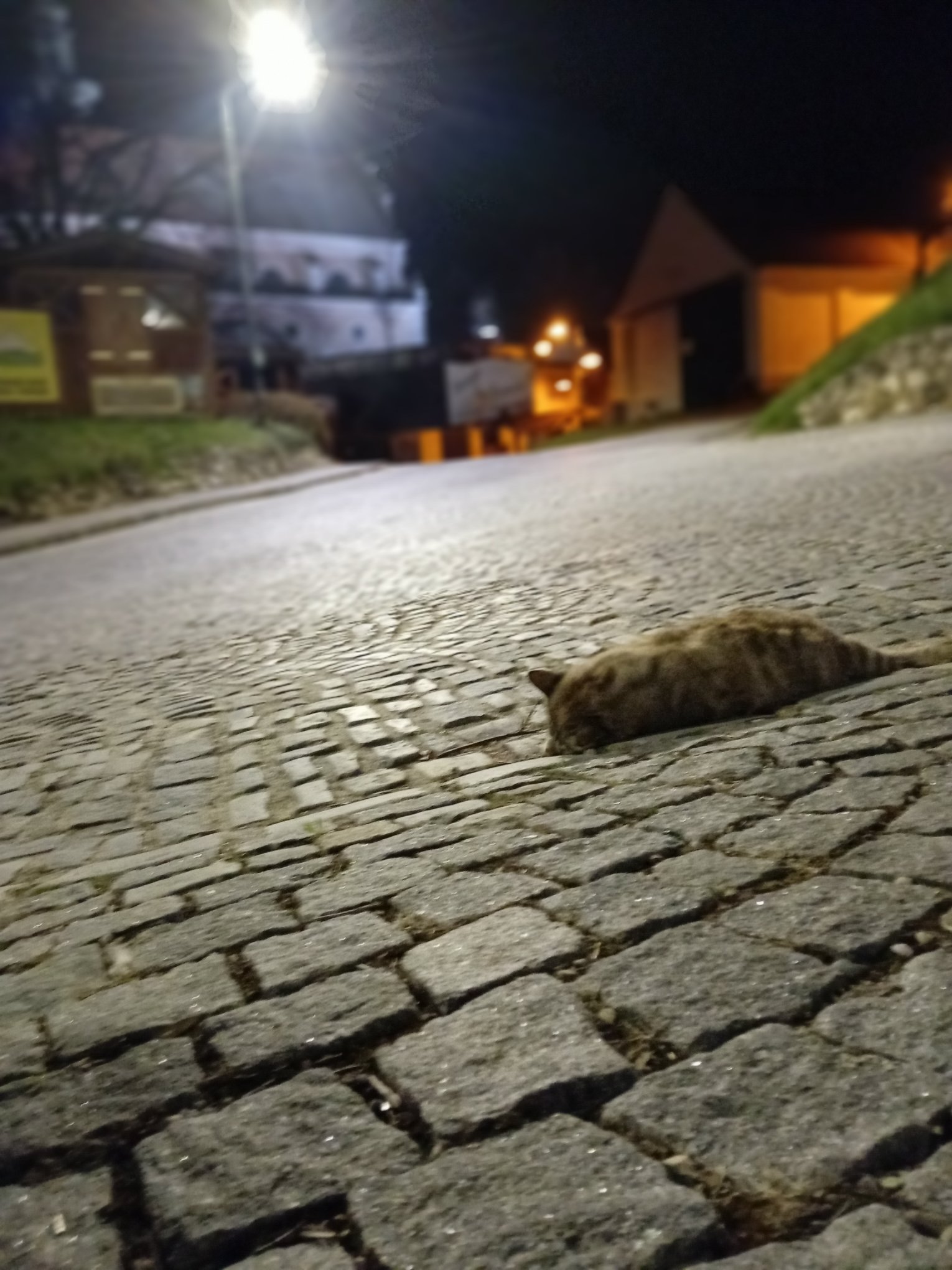 Tote Katze auf der Straße