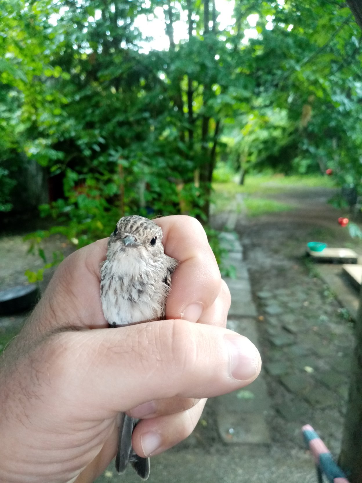 Jungvogel, Fink, in der Hand des Schlossermeisters